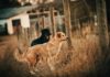 dog fence ideas