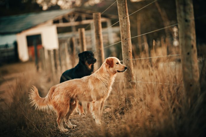 dog fence ideas