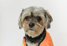 dog cooling vest