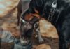 dog water fountain