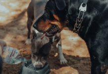 dog water fountain