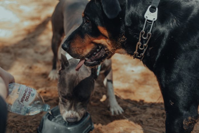 dog water fountain