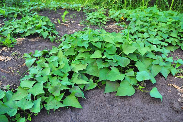 Creepers name, examples of creeper plants, क्रीपर्स प्लांट्स नेम