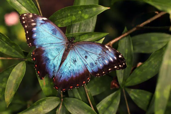 butterfly in Japanese