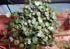 Peperomia Ruby Cascade