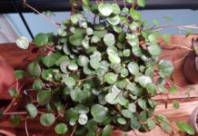 Peperomia Ruby Cascade