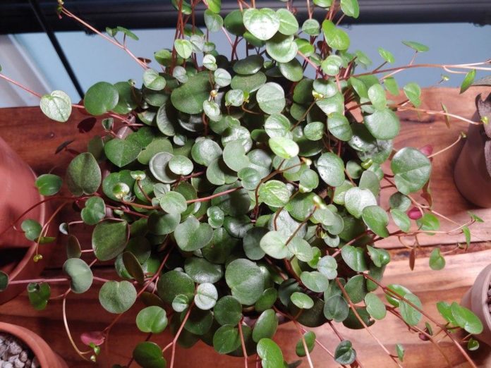 Peperomia Ruby Cascade