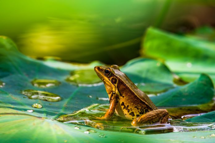 African clawed frog