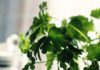Culantro vs Cilantro