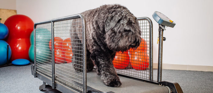 BEST DOG TREADMILLS