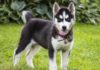 Shepsky