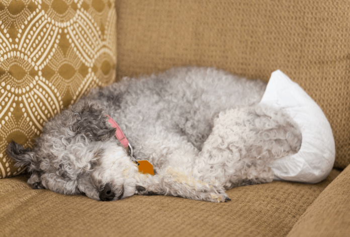 dog diapers for heat