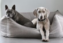 washable pet sofa bed