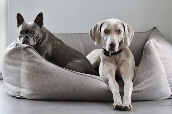 washable pet sofa bed