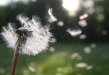 dandelion tattoo