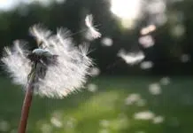 dandelion tattoo