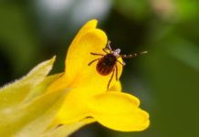 Flea vs Ticks