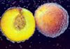 dogs eating nectarines