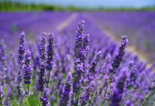 smoking lavender