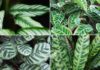 types of calathea