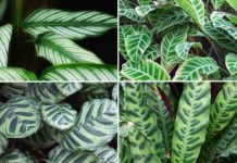 types of calathea