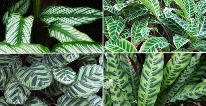 types of calathea