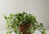 tips to hang Pothos plant