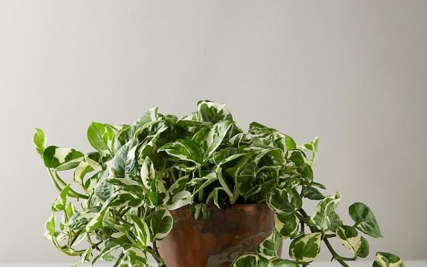 tips to hang Pothos plant
