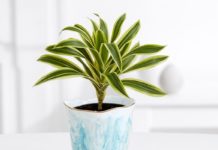 Dracaena plant types