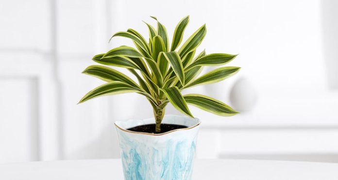 Dracaena plant types