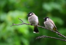 birds of colorado