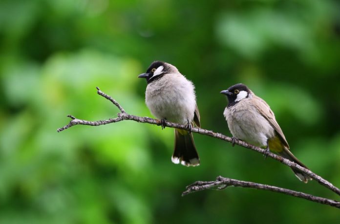 birds of colorado