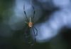 brown recluse vs wolf spider