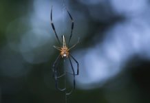 brown recluse vs wolf spider