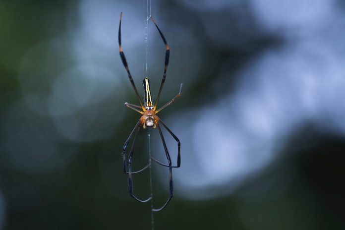 brown recluse vs wolf spider