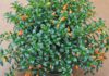 goldfish plants care