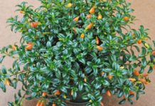 goldfish plants care