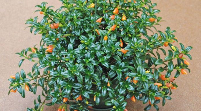 goldfish plants care