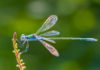 dragonflies eat