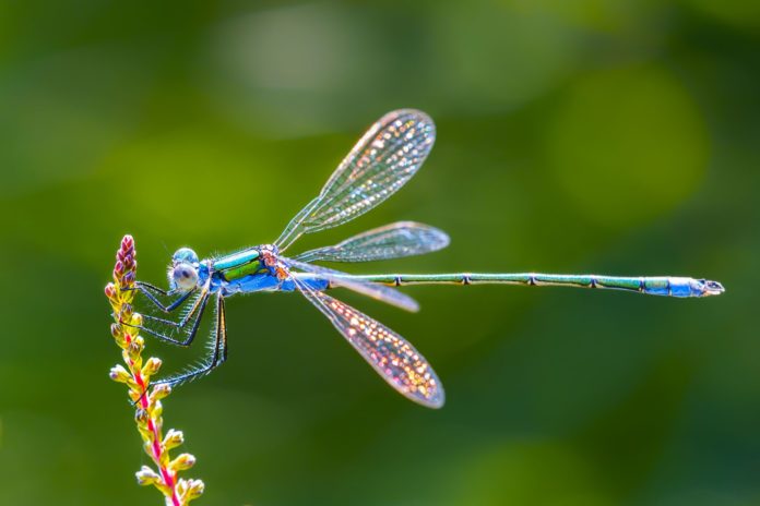 dragonflies eat