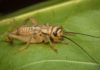 food for crickets