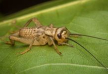 food for crickets