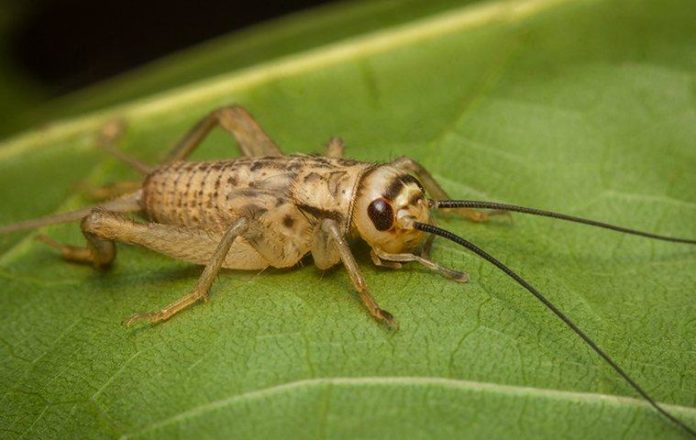 food for crickets