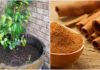 tips to grow Cinnamon