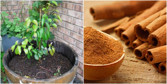tips to grow Cinnamon