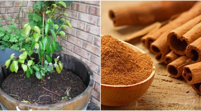 tips to grow Cinnamon