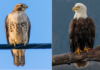 eagle vs hawk