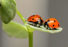 bugs go in winter