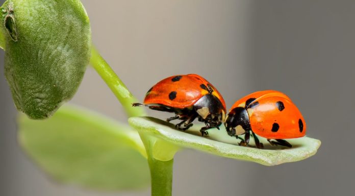 bugs go in winter