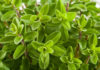 marjoram